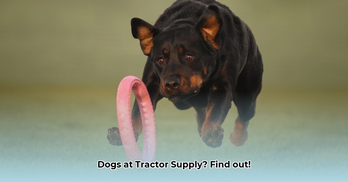 can-you-take-your-dog-in-tractor-supply